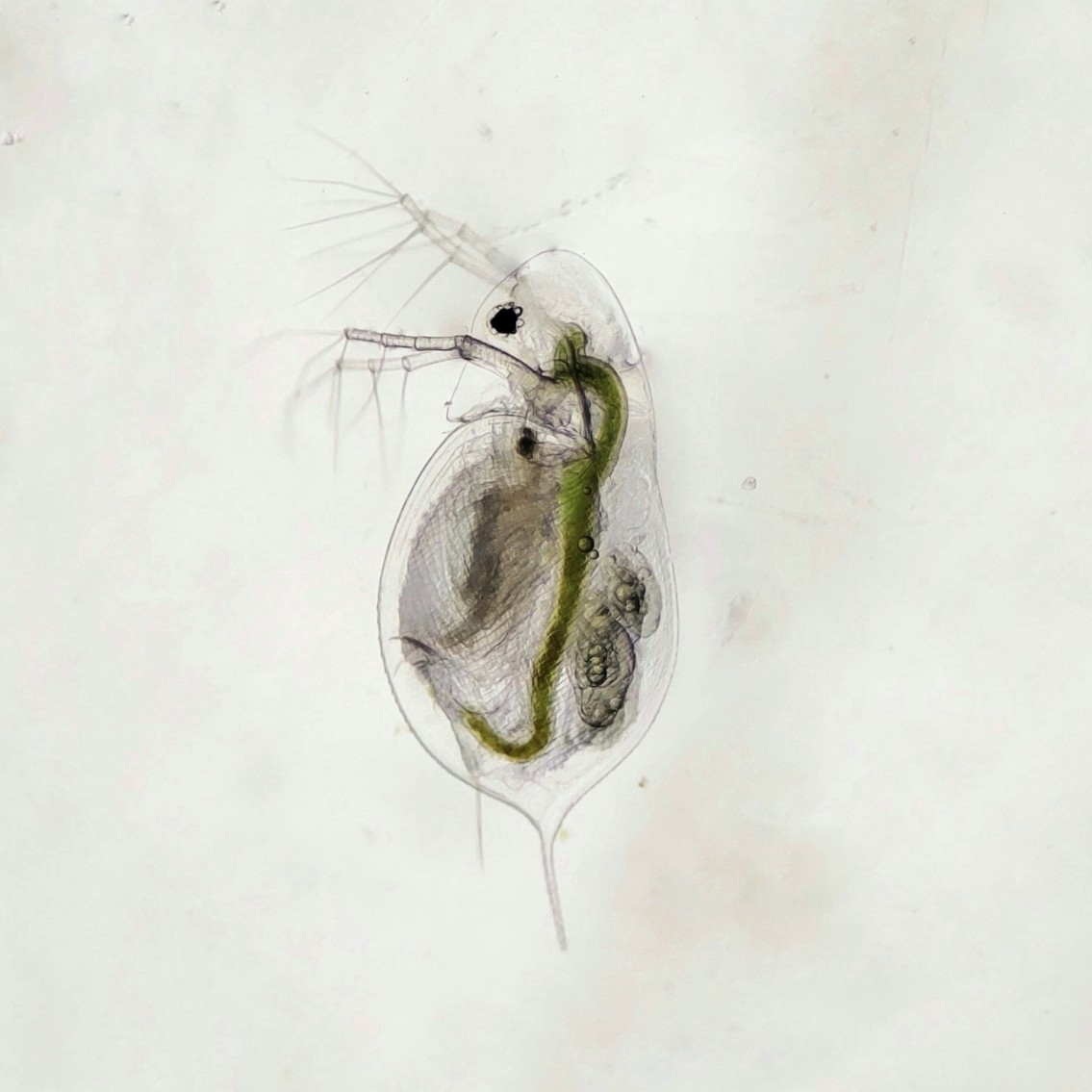 Daphnia galeata